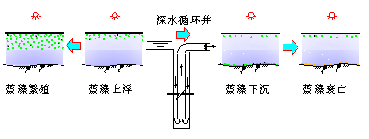 深井增壓控制水體藍藻生長繁殖原理 深井增壓控制水體藍藻生長繁殖原理